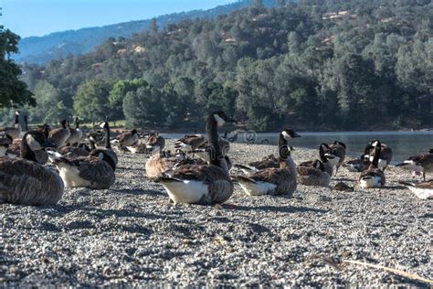 The Magical Wonders of Goose California Exposed